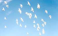 white-dove-release.jpg